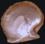 Stone history of pearl